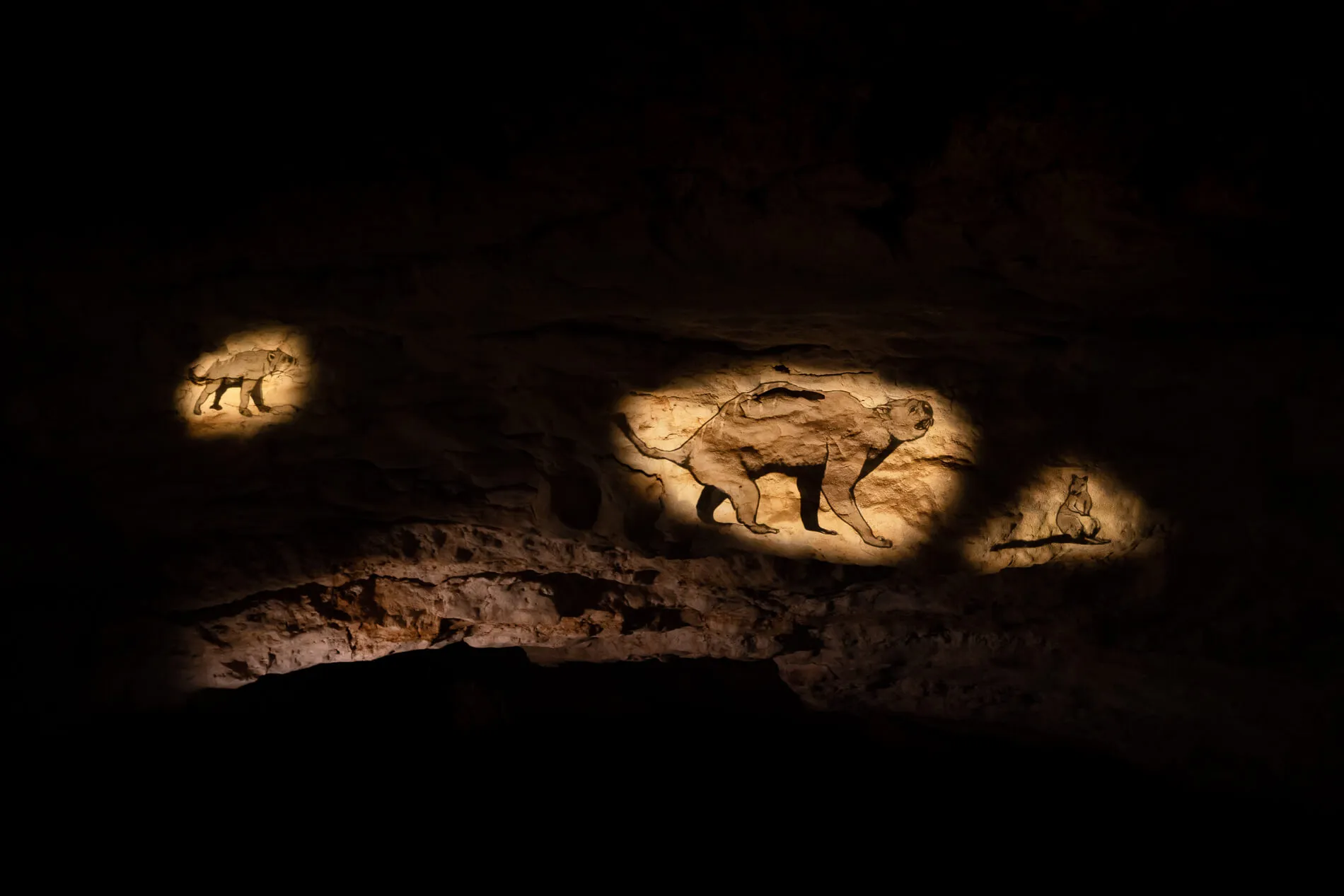Projection mapped animation of a Zygomaturus inside the Victoria Fossil Cave.