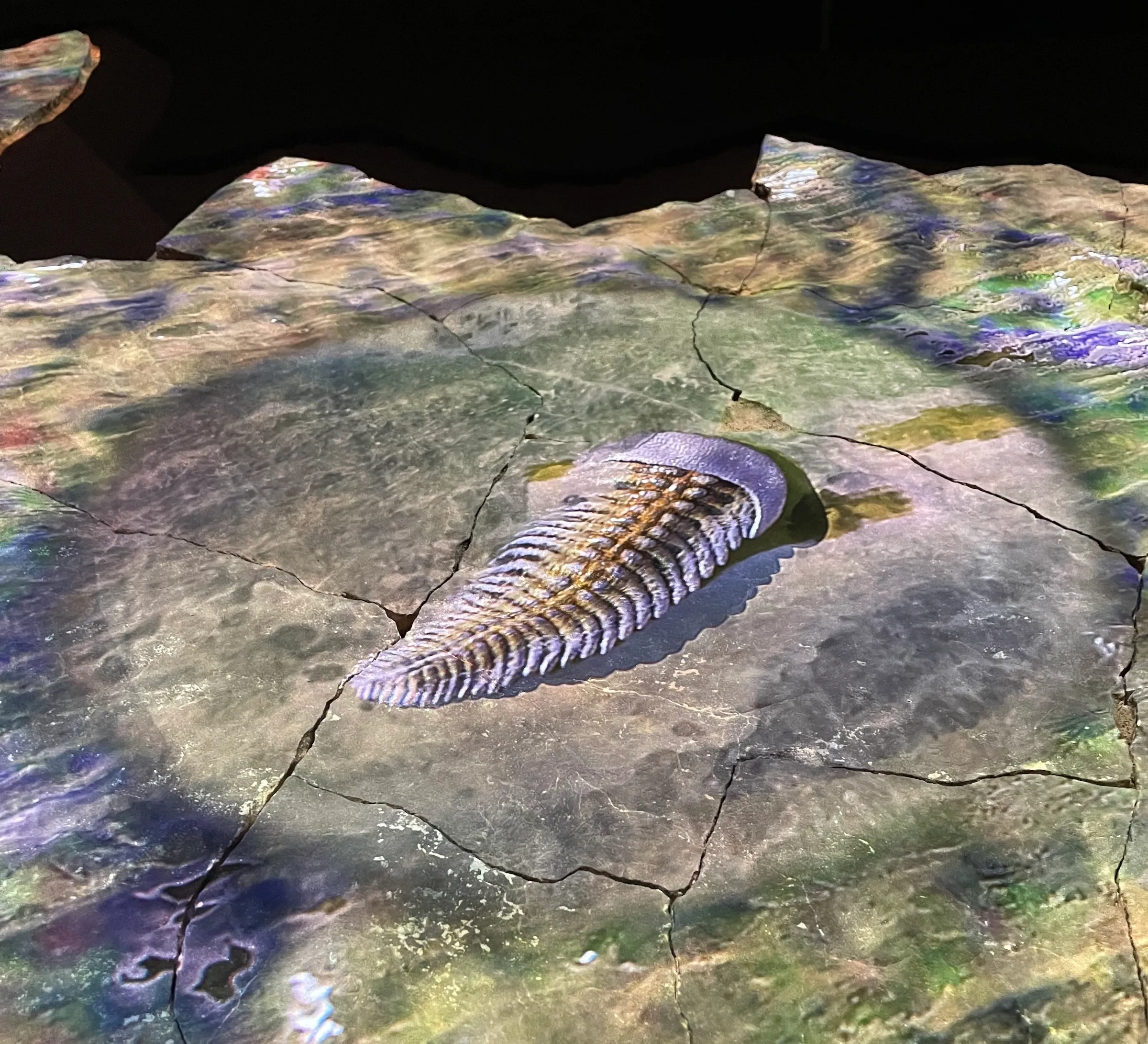 Projection mapping on the Nilpena fossil bed showing ancient organisms.